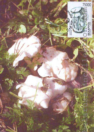 Lyophyllum connatum