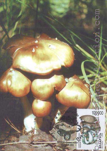 Lyophyllum decastes