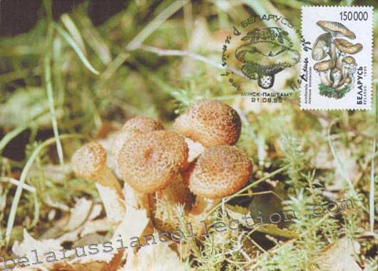 Armillariella mellea