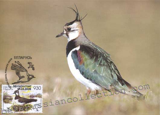 Lapwing (Vanellus vanellus)