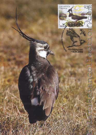 Lapwing (Vanellus vanellus)