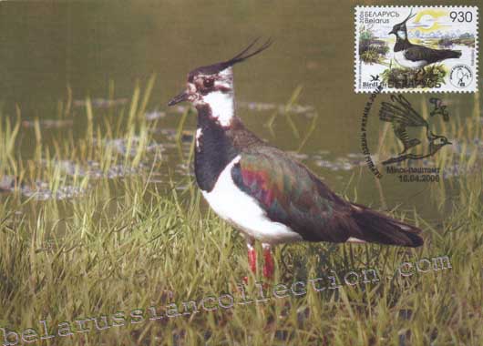 Lapwing (Vanellus vanellus)