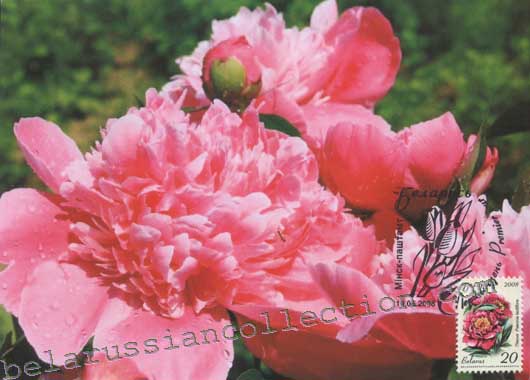 Peony (Paeonia lactiflora)