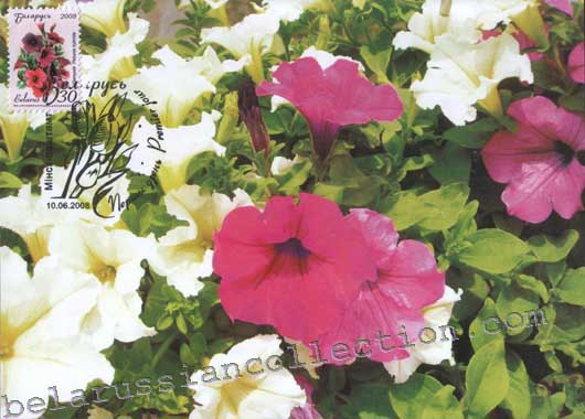Petunia (Petunia hubrida)