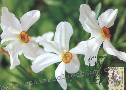 Narcissus (Narcissus hubridus)