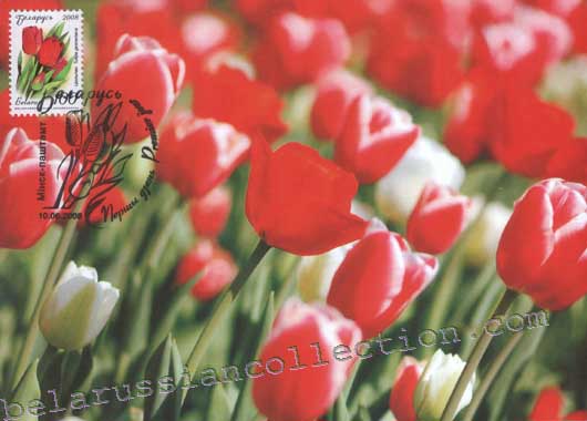 Tulip (Tulipa gesneriana)