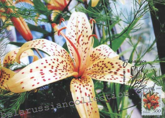 Lily (Lilium hubrida)