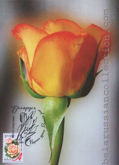 Rose (Rosa hubrida)