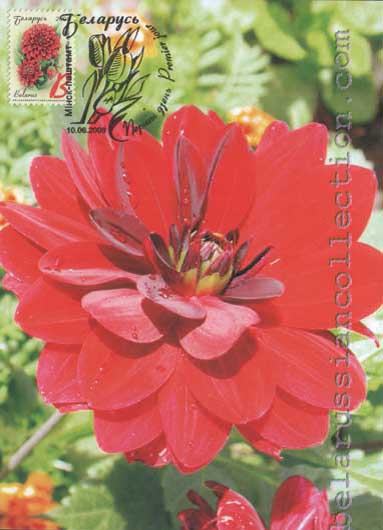 Dahlia (Dahlia cultrotum)