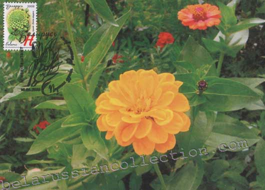 Zinnia (Zinnia elegans)