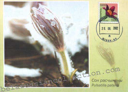 Pasgueflower (Pulsatilla patens)