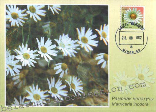 Camomile (Matricaria inodora)