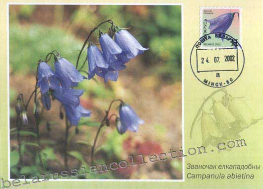 Bluebell (Campanula abietina)