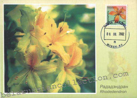 Rhododendron (Rhodedendron)