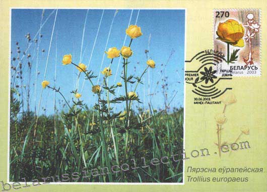 Globeflower (Trollius europaeus)