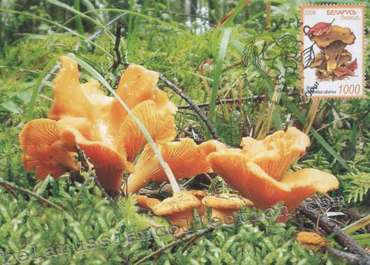 Chanterelle (Cantharellus cibarius)