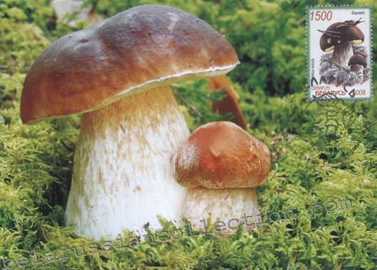 Boletus (Boletus edulis)