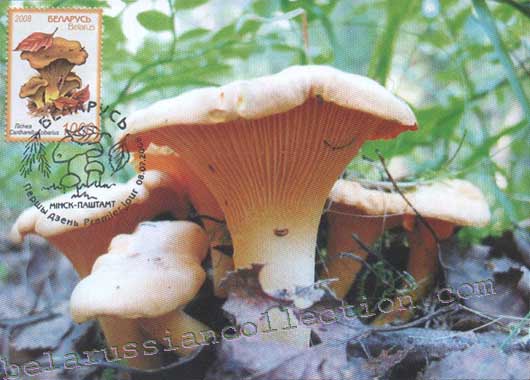 ������� (Cantharellus cibarius) 