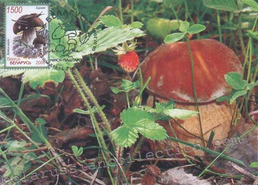 Boletus (Boletus edulis)