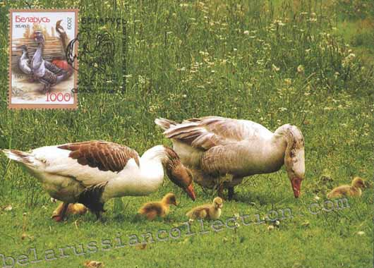 Geese