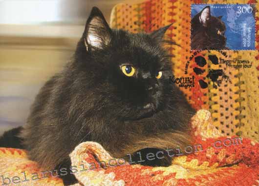 Persian cat