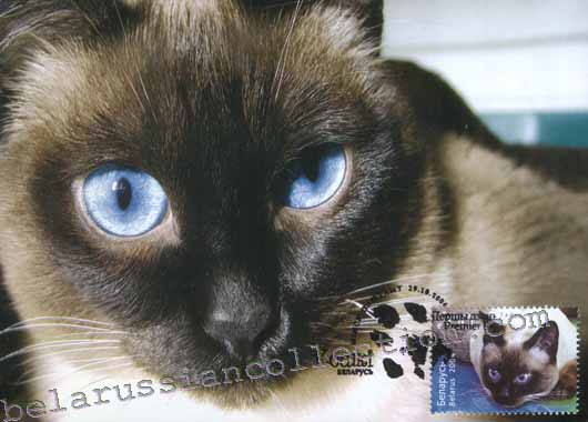 Siamese cat