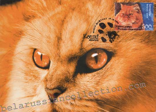 Tabi's Persian cat