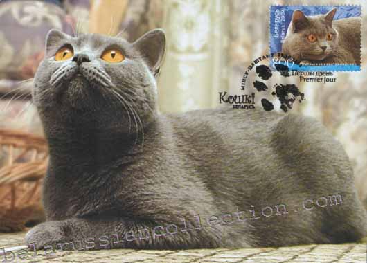 British cat
