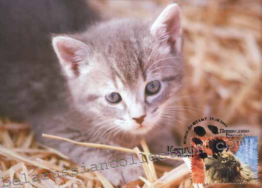 House cat