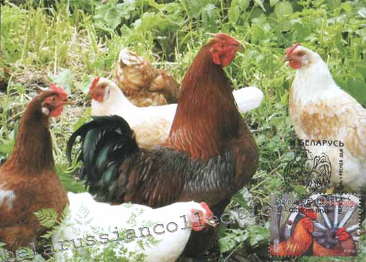 Poultry Hens