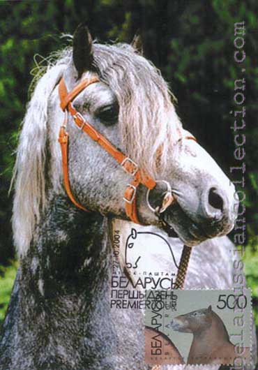 Byelorussian harness horse