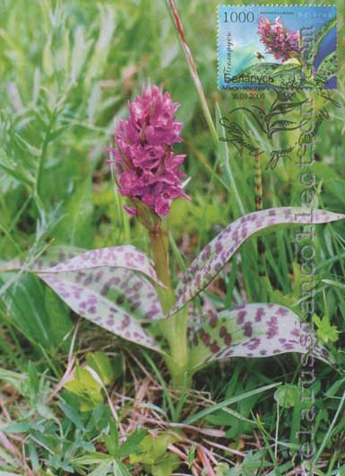 Western Marsh-orchid (Dactylorhiza majalis)