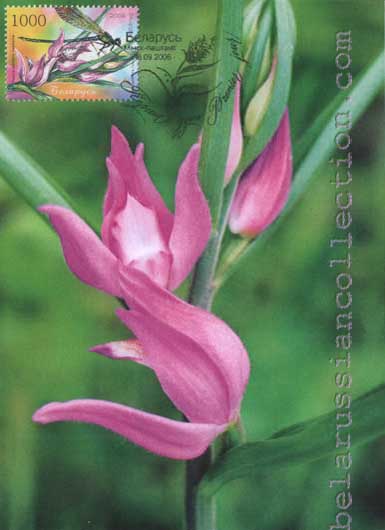 Red Helleborine (Cephalanthera rubra)
