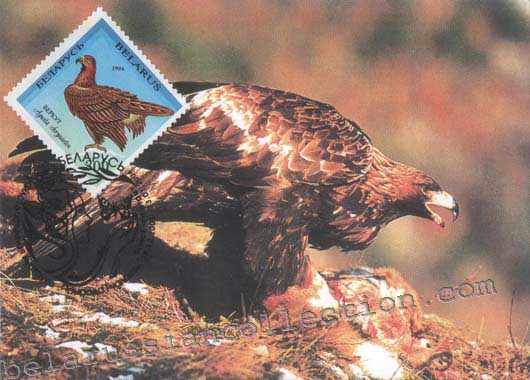 Golden eagle (Aquila chrysaetos)