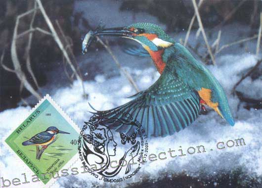 Kingfisher (Alcedo atthis)