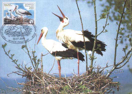 Ciconia ciconia