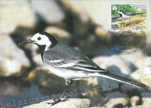 Ballacua grischa