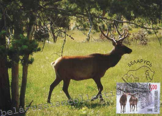 Deer (Cervus elaphus)