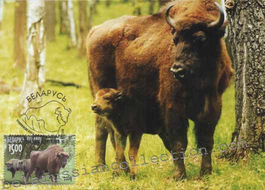Bison (Bison bonasus)