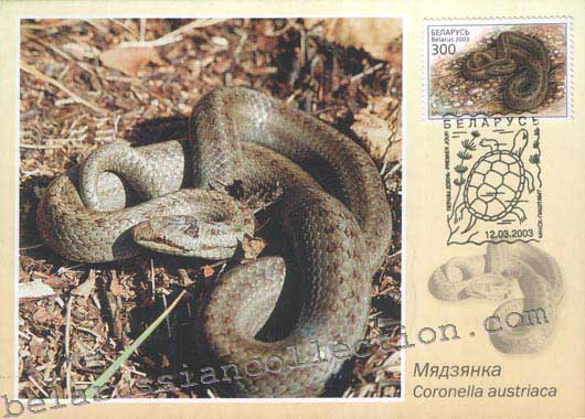 Smooth snake (Coronella austriaca)