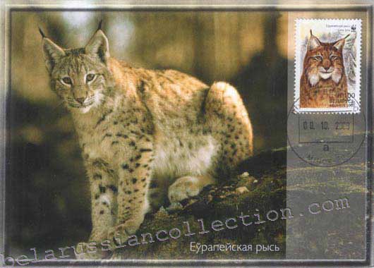 European Lynx