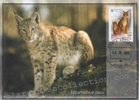 European Lynx