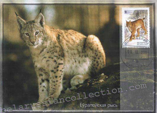 European Lynx