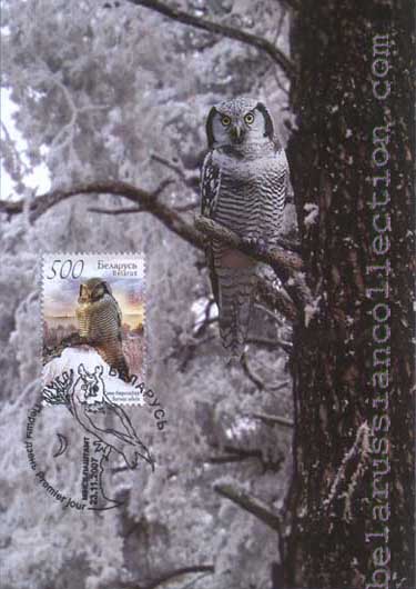 Northern hawk owl (Surnia ulula)
