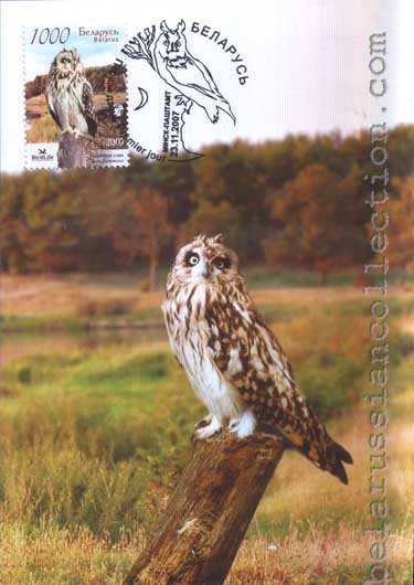 Short-eared owl (Asio flammeus)