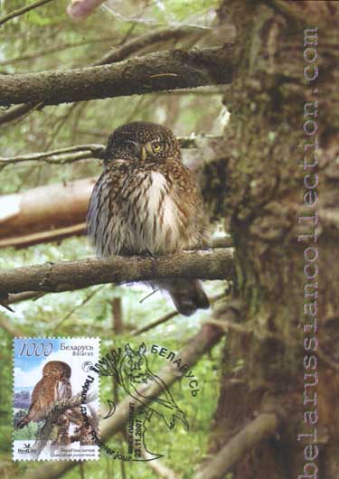 Little owl (Glaucidium passerinum)