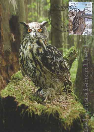 Eurasian eagle owl (Bubo bubo)