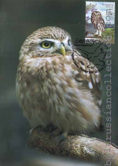 Little owl (Athene noctua) 