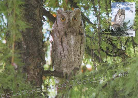 Common scope owl (Otus scops)