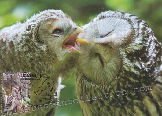 Ural owl (Strix uralensis)